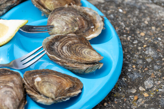 Eating fresh oysters on beach near oyster beds in Cancale, plate with creuze and premium flat oysters from Brittany, France, best of French cuisine, highest category of oysters