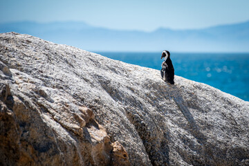 Fototapeta premium African penguin on a rock in South Africa