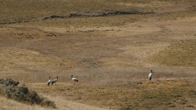 Black-Necked Cranes in Phobjikha Valley Grasslands in Slow Motion, Bhutan