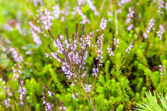 Bl&uuml;hendes Heidkraut in Nordland in Norwegen