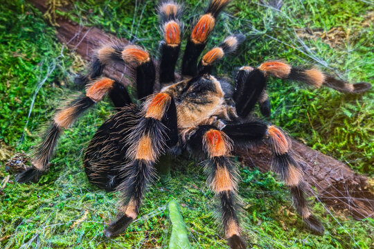 Close-Up of a Mexican Redknee Tarantula on Moss and Wood