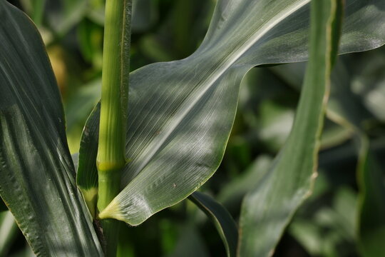 Fresh corn leaf extending from a tall maize stalk, Zea mays