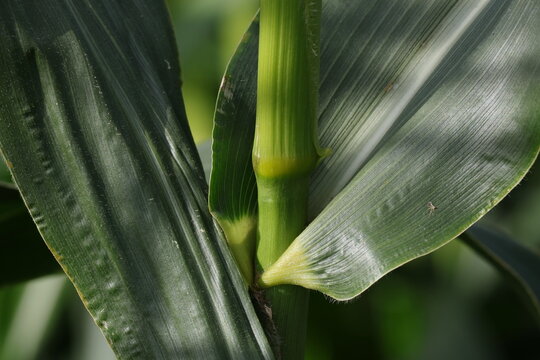 Long green maize leaf growing on a field crop, Zea mays