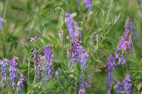 Bumblebee feeding on tufted vetch flowers, Vicia cracca