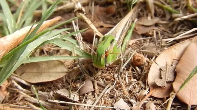 Lesser marsh grasshopper, Chorthippus albomarginatus sitting in grass in meadow on sunny weather at the turn of summer and autumn - close-up, slow motion. Topics: Orthoptera, insect, animal, macro