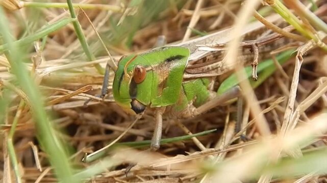 Lesser marsh grasshopper, Chorthippus albomarginatus sitting in grass in meadow on sunny weather at the turn of summer and autumn - close-up, slow motion. Topics: Orthoptera, insect, animal, macro