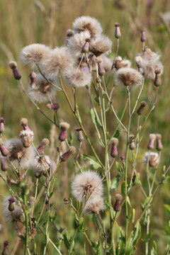 Creeping thistle seeds with soft white pappus in natural meadow, Cirsium arvense