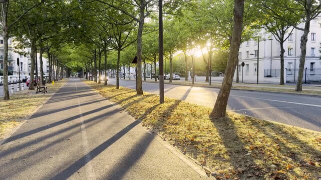 Tree-lined boulevard with long shadows at golden hour