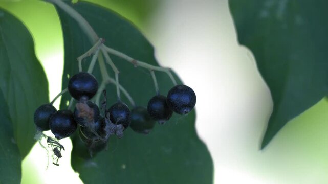 Close Up Common Dogwood Berries Among Green Leaves in Soft Light