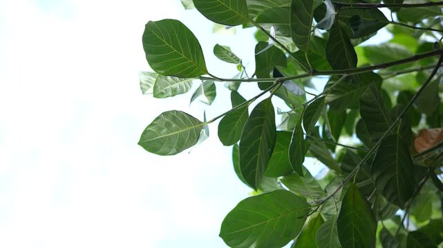 Delicate leaves sway and rustle gently in the wind, creating a peaceful natural scene filled with subtle movement, organic textures, fresh greenery, and soothing seasonal atmosphere.