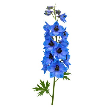 Blue delphinium flower isolated on transparent background