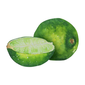 Watercolor illustration of whole and half green lime in a realistic botanical style. Perfect for food packaging, beverage branding, menus, cosmetics and healthy lifestyle products.