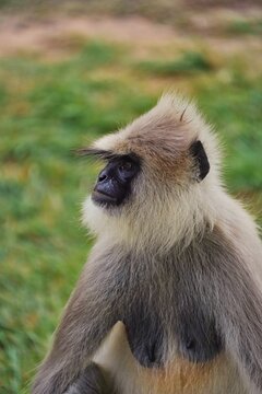 Langoor, white monkey 