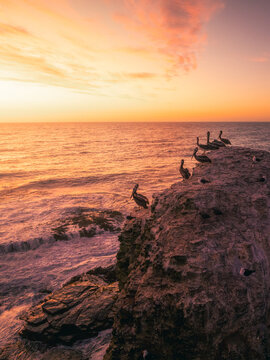 Aerial view of pelicans perched on the rocky cliffs of Punta Lobos at sunset with ocean waves crashing below in Pichilemu, O'Higgins, Chile.