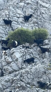 The goats' breaks in the rocky shade, their feeding, and the texture of small ruminant goats.