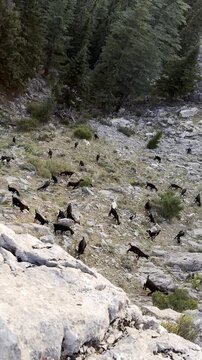Sheep farming in the mountains, goat grazing, the shepherd standing at the head of the flock, and the sound of bells.
