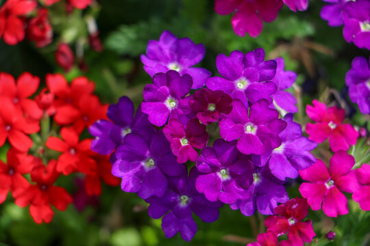 Leuchtend rote, lila und pinke Verbene oder Eisenkraut im Garten (Nahaufnahme)