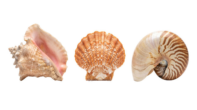 Set of three exotic ocean conch shells isolated on transparent background