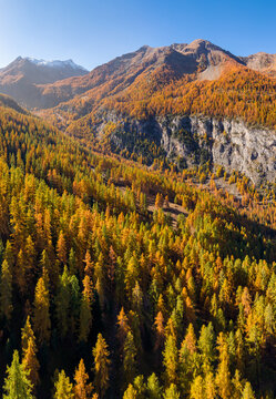 Autumn landscape near the ski resort of Les Orres in the Hautes-Alpes. Aerial view of colorful larch forest and rugged alpine slopes in French Alps. France
