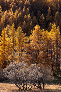 Forest of larch trees in glowing autumn colors in Claree Valley. Cerces Massif in Hautes Alpes. French Alps, France