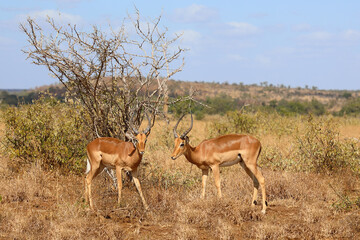 Naklejka premium Schwarzfersenantilope / Impala / Aepyceros melampus
