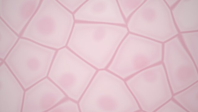 Pink cells with nuclei