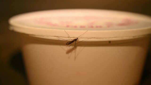 A crane fly, often called 'mosquito hawks' or 'skeeter eaters,' is seen on a bowl, trying to eat the leftover fruit juice clinging to the rim of the bowl in a house. Crane flies are harmless insects.