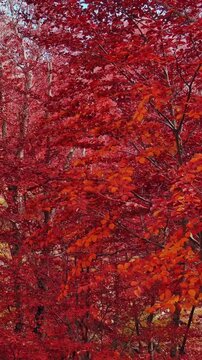 Aerial landscape of autumn beech forest with red foliage. Moving in tall trees in woodland, natural scenery background. Vertical video 4k