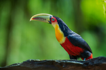 Obraz premium Red-breasted toucan (Ramphastos dicolorus) side profile close-up with vibrant yellow chest, red breast, and pale green beak, set against a blurred lush green background in Brazil.