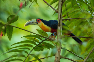 Obraz premium Red-breasted toucan (Ramphastos dicolorus) side profile close-up with vibrant yellow chest, red breast, and pale green beak, set against a blurred lush green background in Brazil.