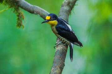 Obraz premium yellow-fronted woodpecker (Melanerpes flavifrons) perched on a mossy branch, featuring a bright yellow forehead and throat, vibrant red belly, and barred flanks in Brazil.