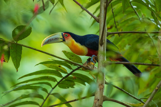Red-breasted toucan (Ramphastos dicolorus) side profile close-up with vibrant yellow chest, red breast, and pale green beak, set against a blurred lush green background in Brazil.