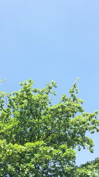 Lush green tree branches swaying under a bright blue sky