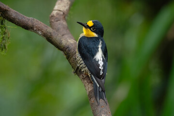 Fototapeta premium yellow-fronted woodpecker (Melanerpes flavifrons) perched on a mossy branch, featuring a bright yellow forehead and throat, vibrant red belly, and barred flanks in Brazil.