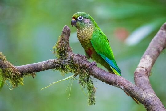 Maroon-bellied parakeet (Pyrrhura frontalis) perched on a branch against a lush green background in the Atlantic Forest, Brazil.