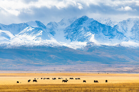 Horses grazing in Altai mountains, Siberia, Russia. View of North-Chuya ridge with snow-covered mountain peaks.