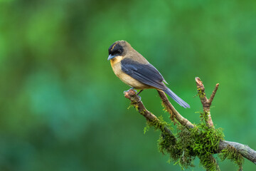 Fototapeta premium Black-goggled Tanager (Trichothraupis melanops) perched on a mossy branch, native to the Atlantic Forest of Brazil.