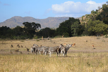 Naklejka premium Steppenzebra und Bärenpavian / Burchell's zebra and Chacma baboon / Equus quagga burchellii et Papio ursinus