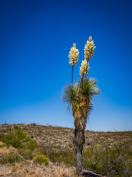 Yucca elata common names that include soaptree, soaptree yucca, soapweed, and palmella and is native to the southwestern United States in the Sonoran Desert and the state flower of New Mexico