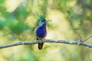 Fototapeta premium Green-crowned Plovercrest (Stephanoxis lalandi), characterized by its long, iridescent blue crest feather, metallic green forehead, and deep violet-blue throat and chest.