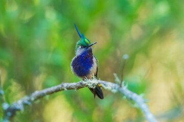 Naklejka premium Green-crowned Plovercrest (Stephanoxis lalandi), characterized by its long, iridescent blue crest feather, metallic green forehead, and deep violet-blue throat and chest.
