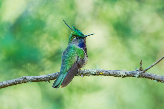 Green-crowned Plovercrest (Stephanoxis lalandi), characterized by its long, iridescent blue crest feather, metallic green forehead, and deep violet-blue throat and chest.