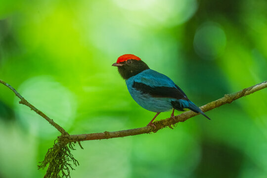 Swallow-tailed Manakin, (Chiroxiphia caudata) perched on a mossy branch, showcasing vibrant sky-blue body plumage, a fiery red crown, and black head in Brazil.