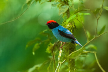 Obraz premium Swallow-tailed Manakin, (Chiroxiphia caudata) perched on a mossy branch, showcasing vibrant sky-blue body plumage, a fiery red crown, and black head in Brazil.