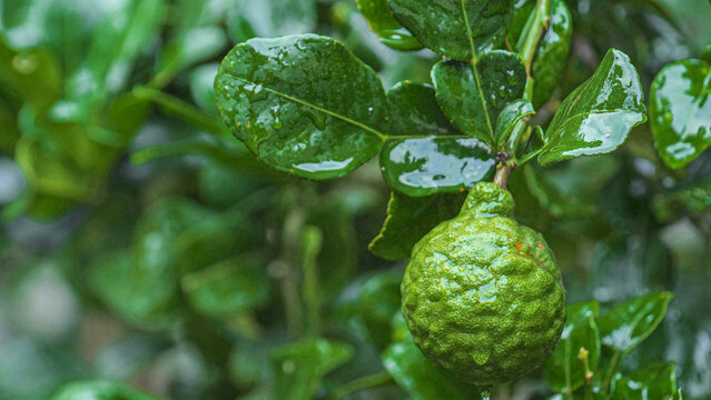 Kaffir Lime Fruit on Tree in the Rain