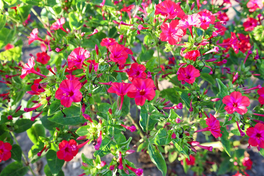 Bright magenta and pink mirabilis flowers bloom profusely among dense green foliage in the garden. Sunlight gently illuminates the funnel-shaped blossoms, highlighting their natural beauty and rich co