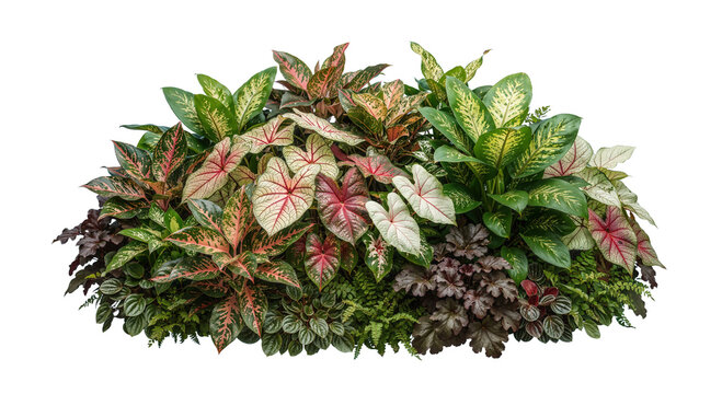 Colorful tropical plants on a transparent floor
