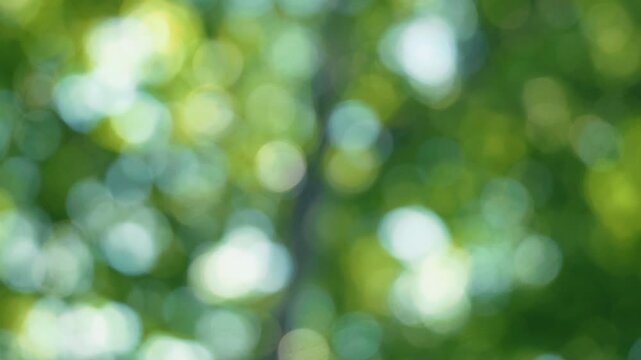 Beautifully blurred leaves in a forest
