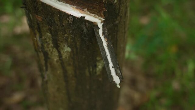 Thai female rubber farmer harvesting latex in a rubber plantation.