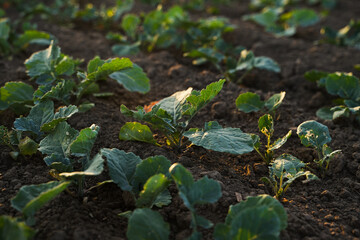 Fototapeta premium Wide view of young rapeseed plants growing on fertile agricultural field under natural sunlight, oilseed farming and sustainability concept